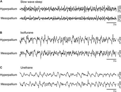 Spectral Properties of Brain Activity Under Two Anesthetics and Their Potential for Inducing Natural Sleep in Birds